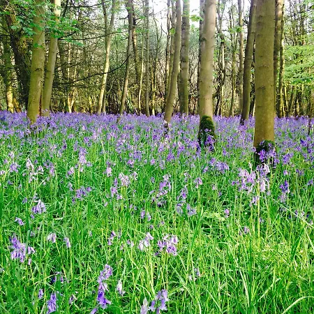 Hall Farm Frühstückspension Terrington