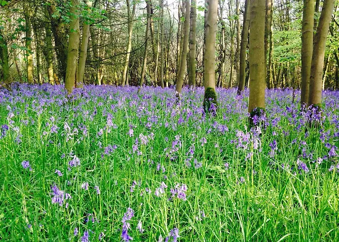 Hall Farm Bed & Breakfast Bed & Breakfast Terrington
